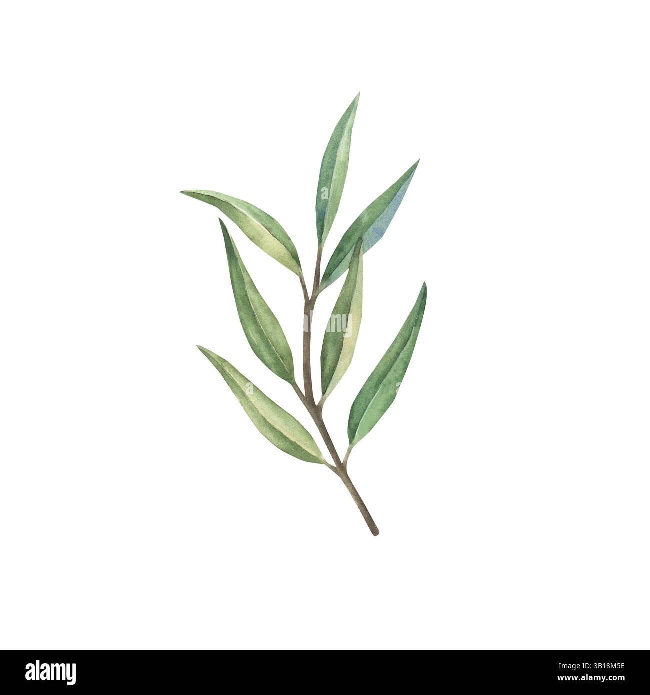 Set of olive branches with fruits and green leaves. Hand drawn ...