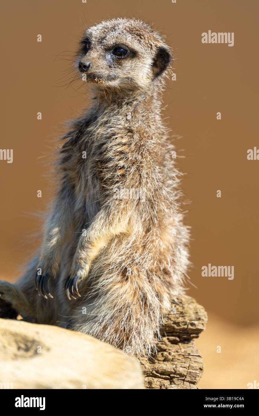 Alert meerkat stands upright on a log, scanning its surroundings in a ...