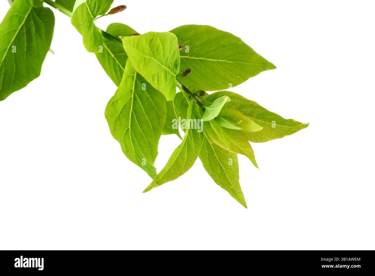 Branch of hackberry tree isolated on white Stock Photo