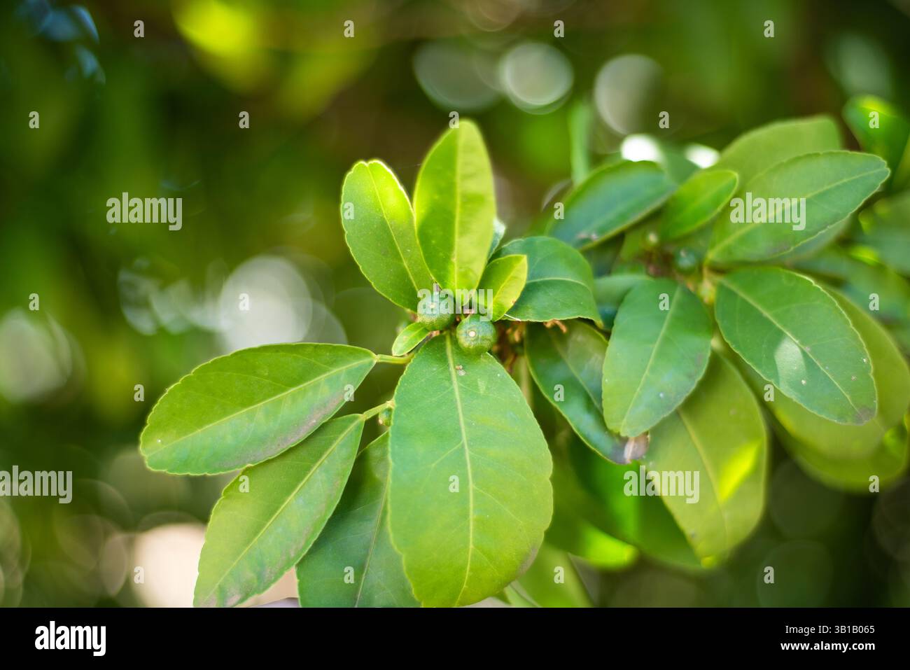 unripe oranges growing on a tree Stock Photo
