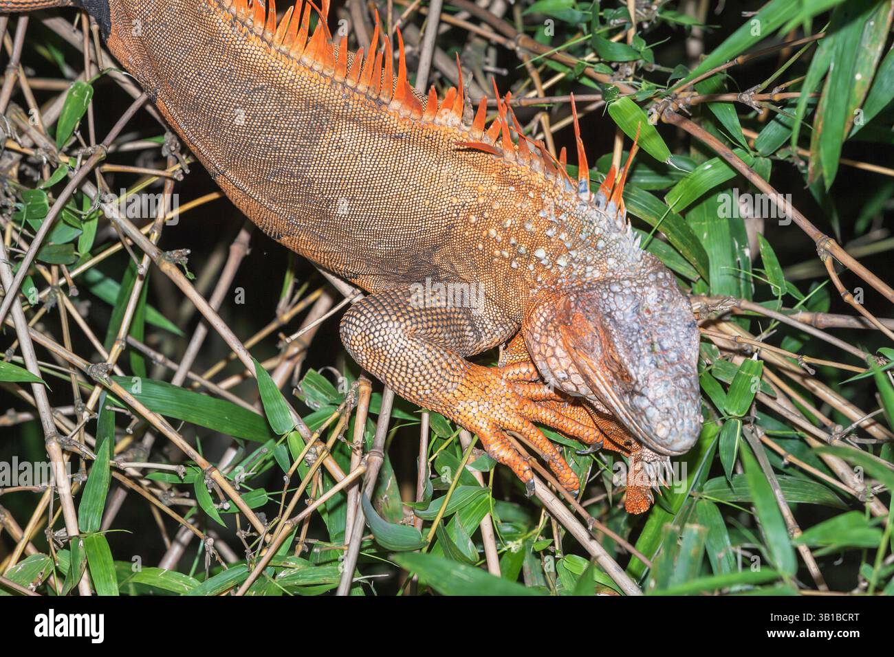 Green Iguana (Iguana Iguana), La Fortuna, Costa Rica, Central America Stock Photo