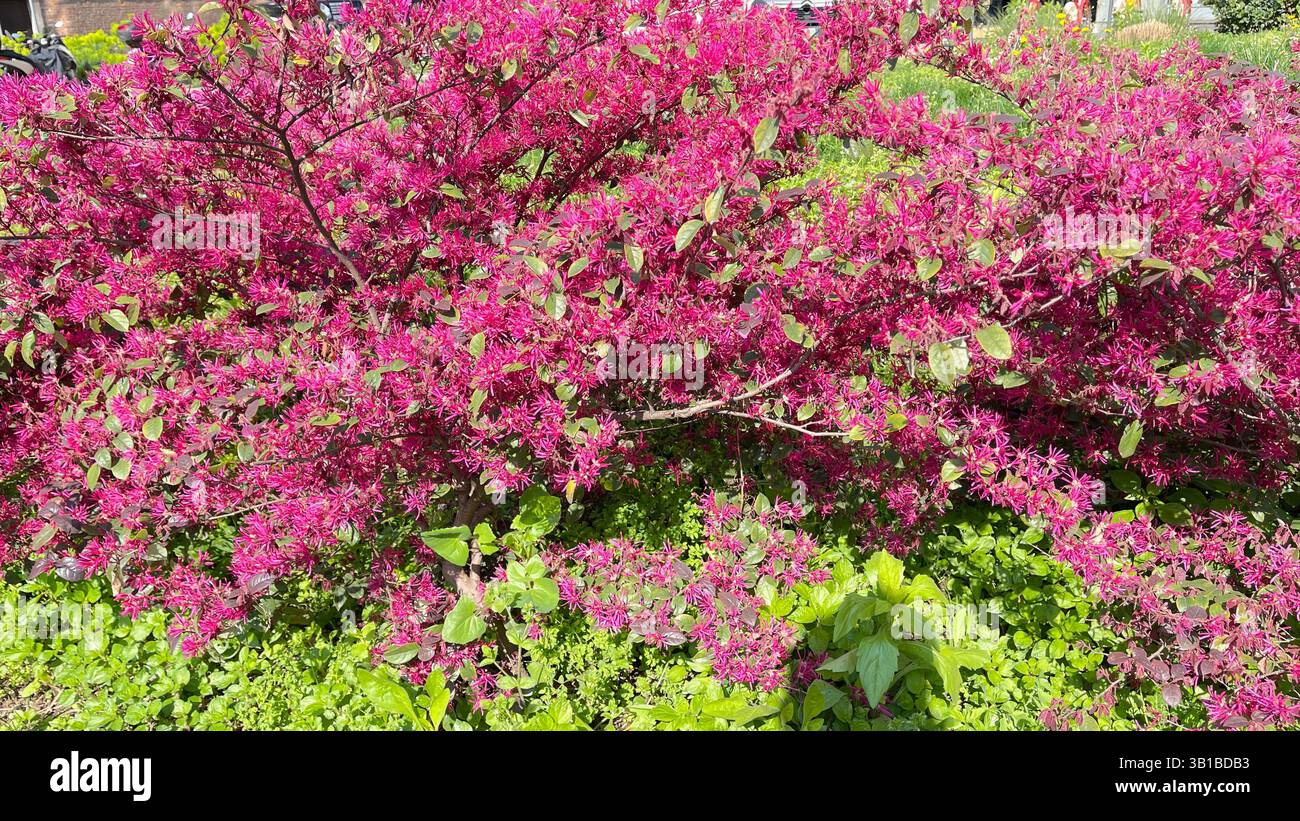 chinese fringe flower - Smartphone Captured Stock Image