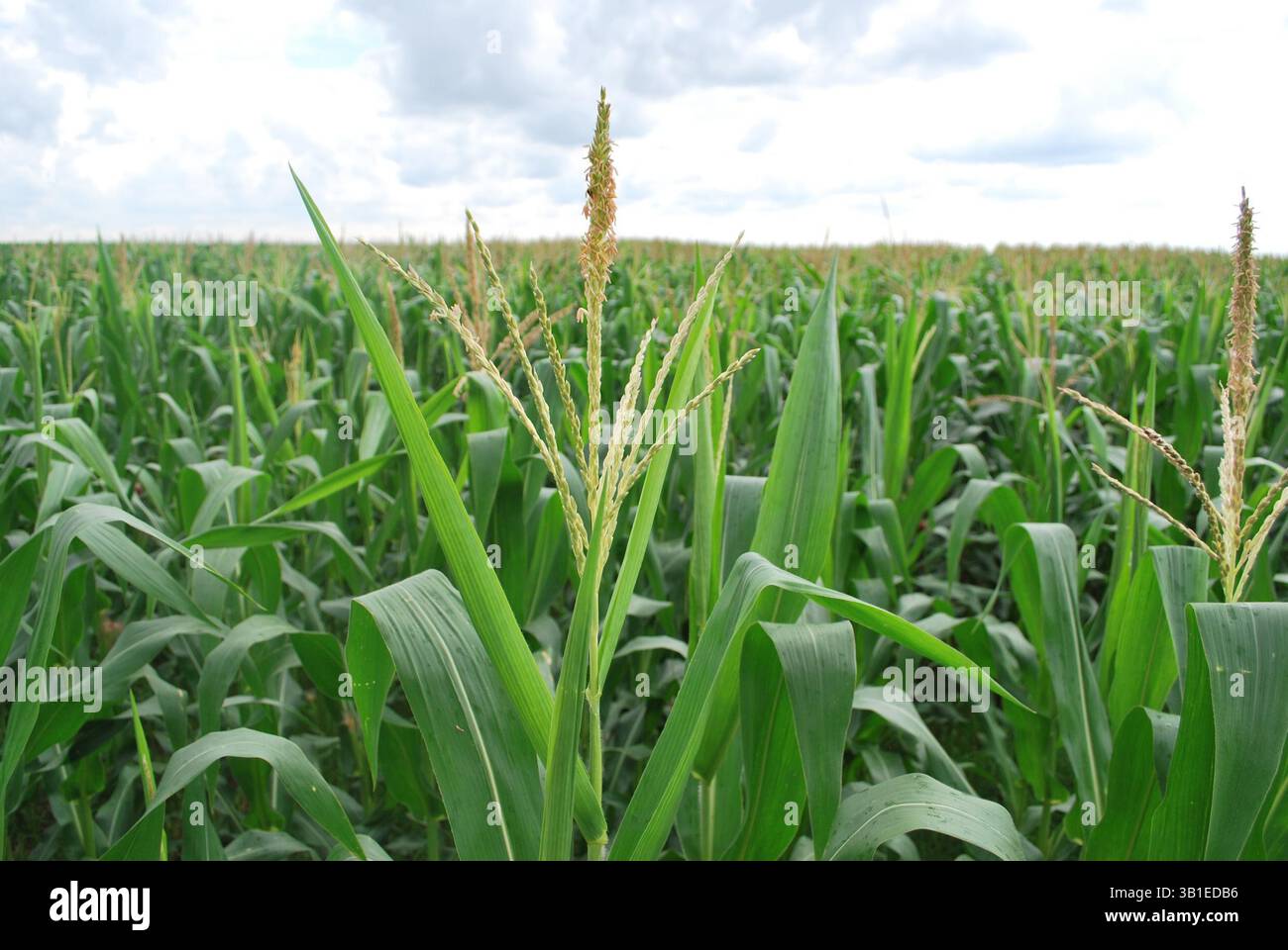 Siembra de cultivos hi-res stock photography and images - Alamy