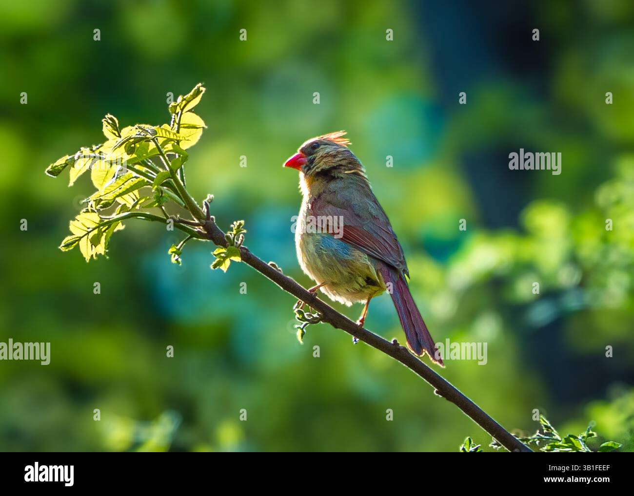 baby cardinal bird in a tree in spring Stock Photo - Alamy