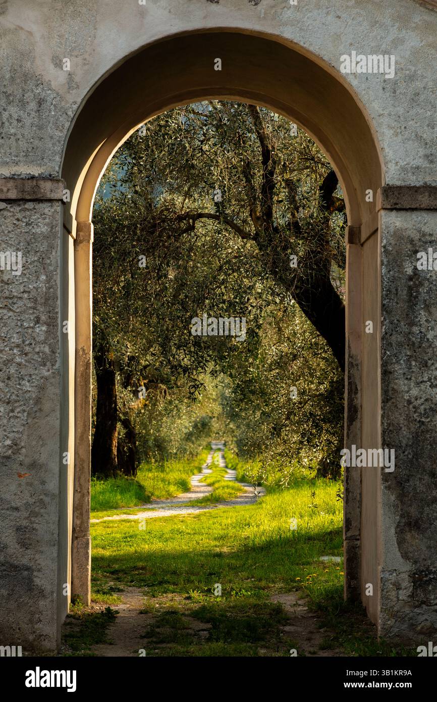 Olivenbäume durch den Torbogen. Ein Blick auf einen Olivenhain durch einen Torbogen in einen ummauerten Garten in Bellagio am Comer See in Italien. Stock Photo