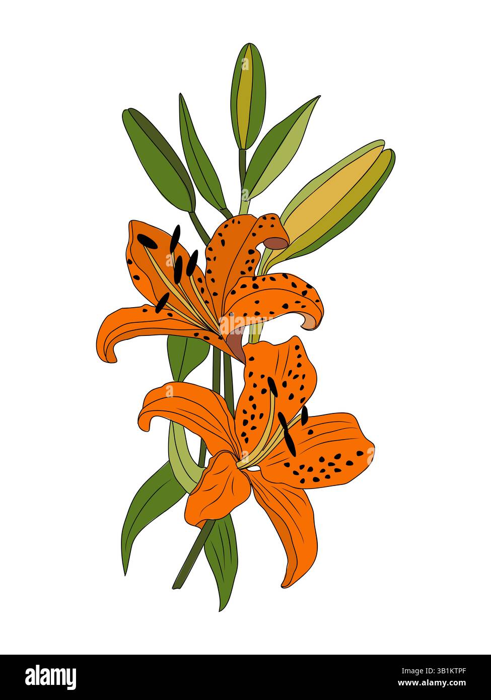 Vivid orange lilies Stock Vector Images - Alamy