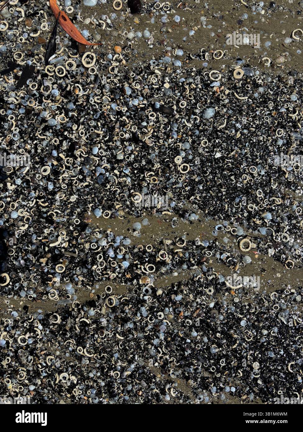 Detail of beach sand showing skeletons of echinoderms and molluscs, Buchan's Point, Cairns, Queensland, Australia - Smartphone Captured Stock Image