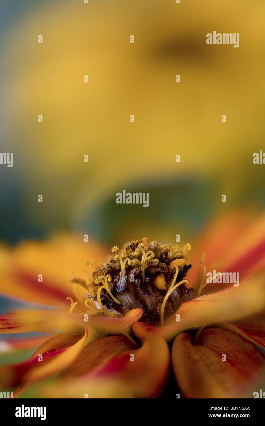 Detailed flowerheads hi-res stock photography and images - Alamy