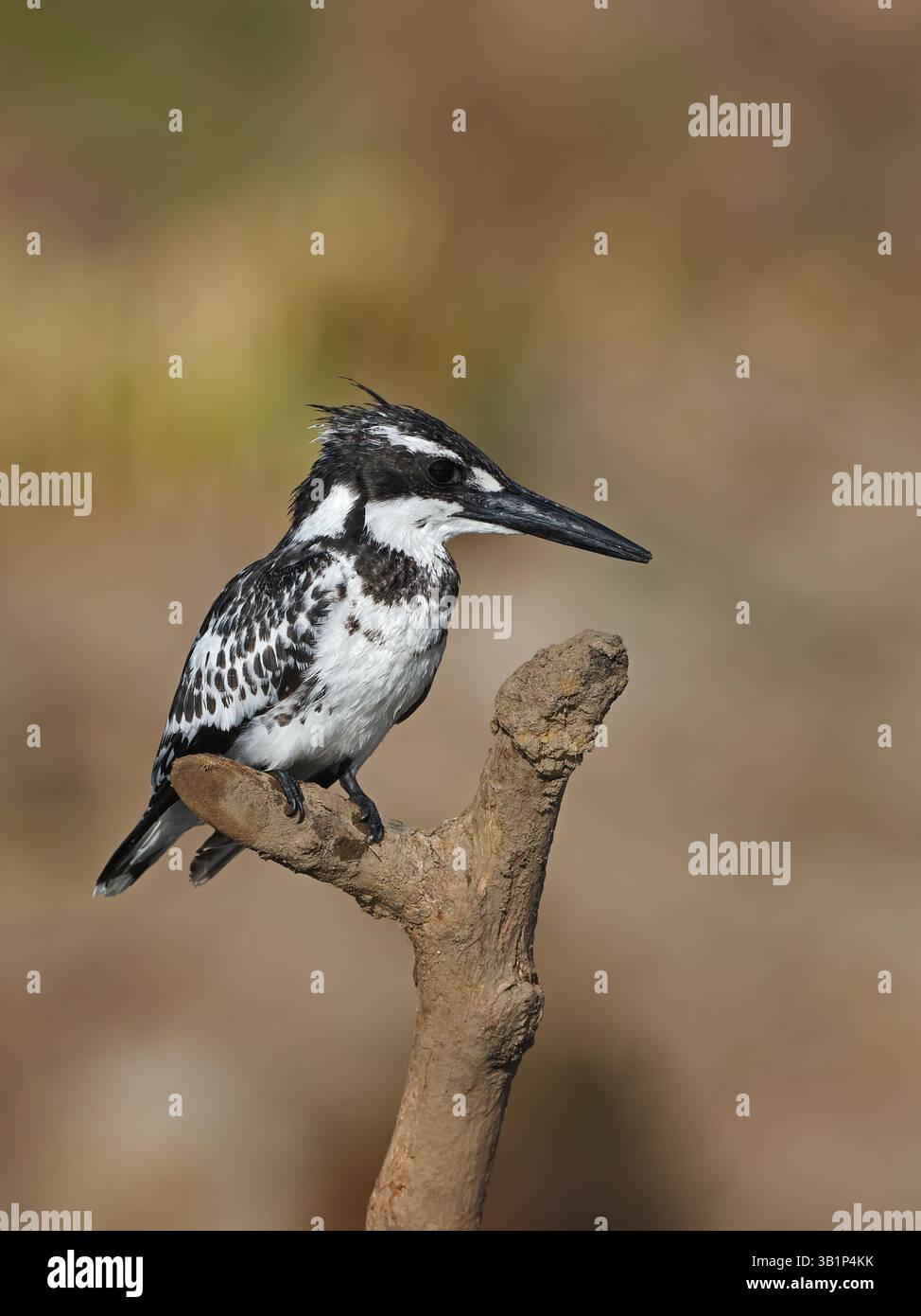Pied Kingfisher - widely distributed across Africa and Asia. Its black and white plumage and crest, as well as its habit of hovering over clear water. Stock Photo