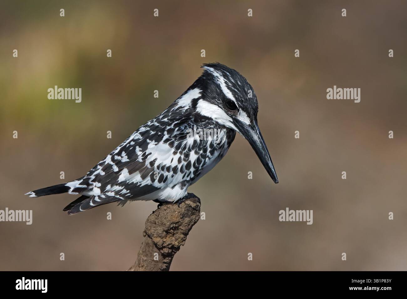 Pied Kingfisher - widely distributed across Africa and Asia. Its black and white plumage and crest, as well as its habit of hovering over clear water. Stock Photo