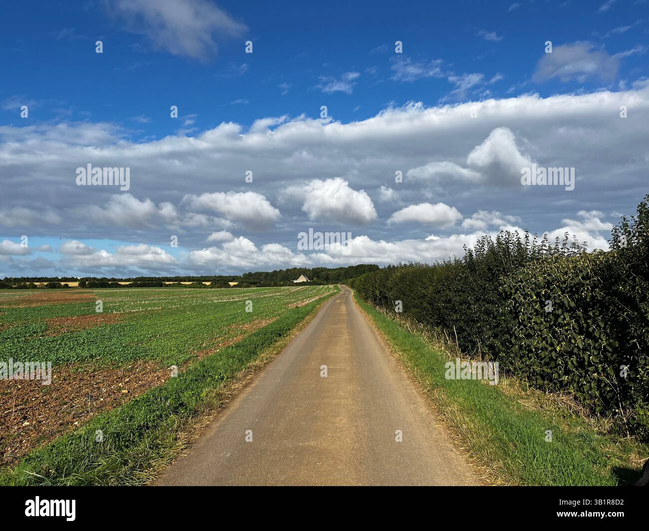 Farm track in the Cotswolds with newly planted spring growth in adjacent field and hedgerow the other side. Beautiful cloud formation and blue sky. - Smartphone Captured Stock Image