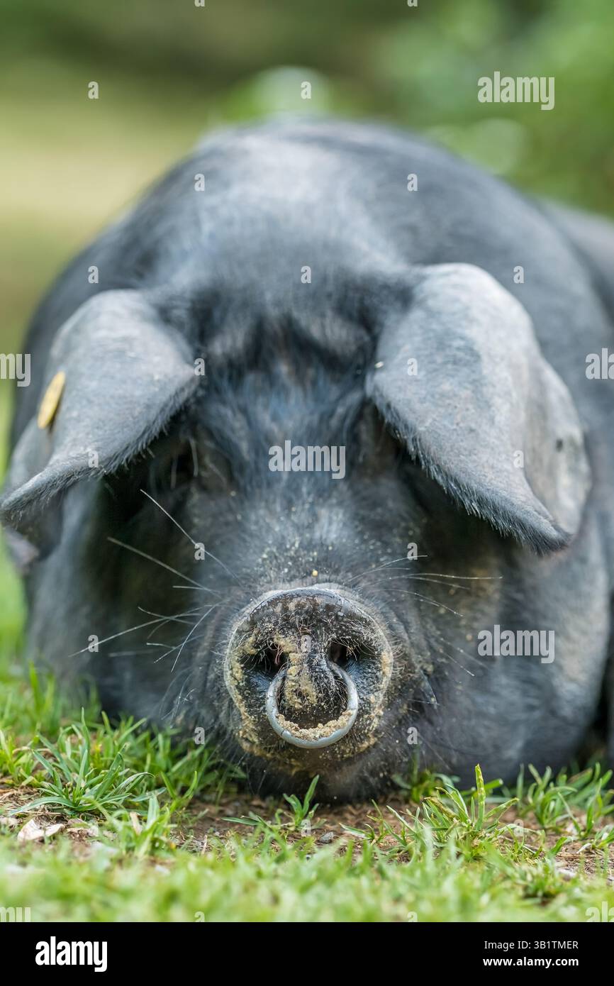 Black Iberian pig on a farm in the Spanish Pyrenees mountains. Stock Photo