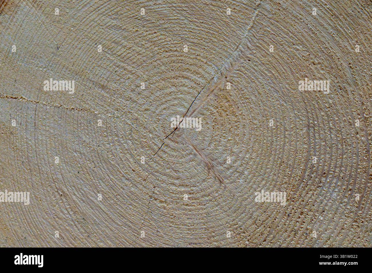 Detailed view of a cut tree showing concentric growth rings and natural ...