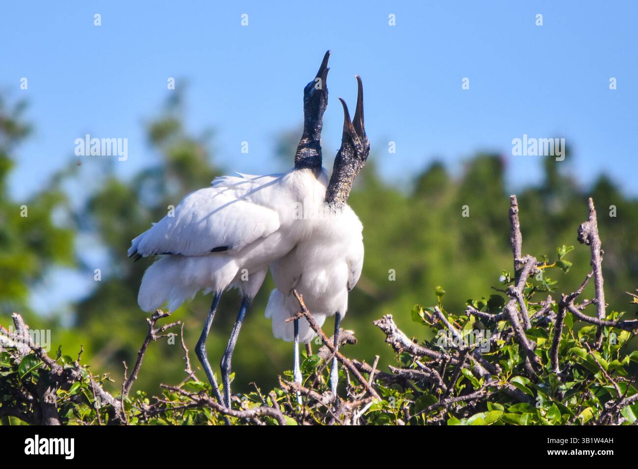 Two wood storks at a nest in the Wakodahatchee Wetlands. Delray Beach, Florida. 25 April 2025. Stock Photo
