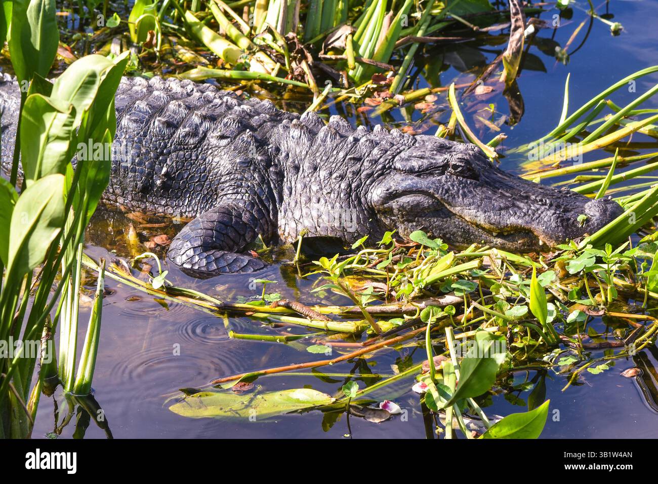 Alligator in the Wakodahatchee Wetlands. Delray Beach, Florida. 25 April 2025. Stock Photo