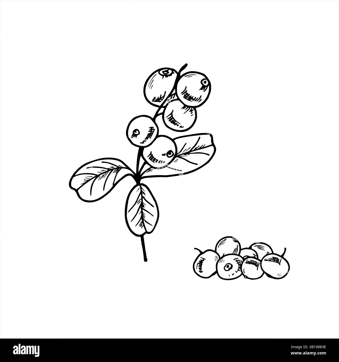 Cranberries on branches with leaves and single berries vector isolated illustration painted by black inks. Etching drawing of Nordic wild berries Stock Vector