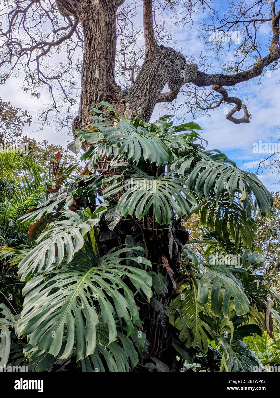 Monstera plants hi-res stock photography and images - Alamy