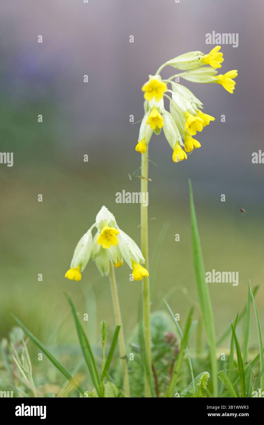 Primula veris / common cowslip bloming in spring in a meadow / lawn in Steinsel, Luxembourg Stock Photo
