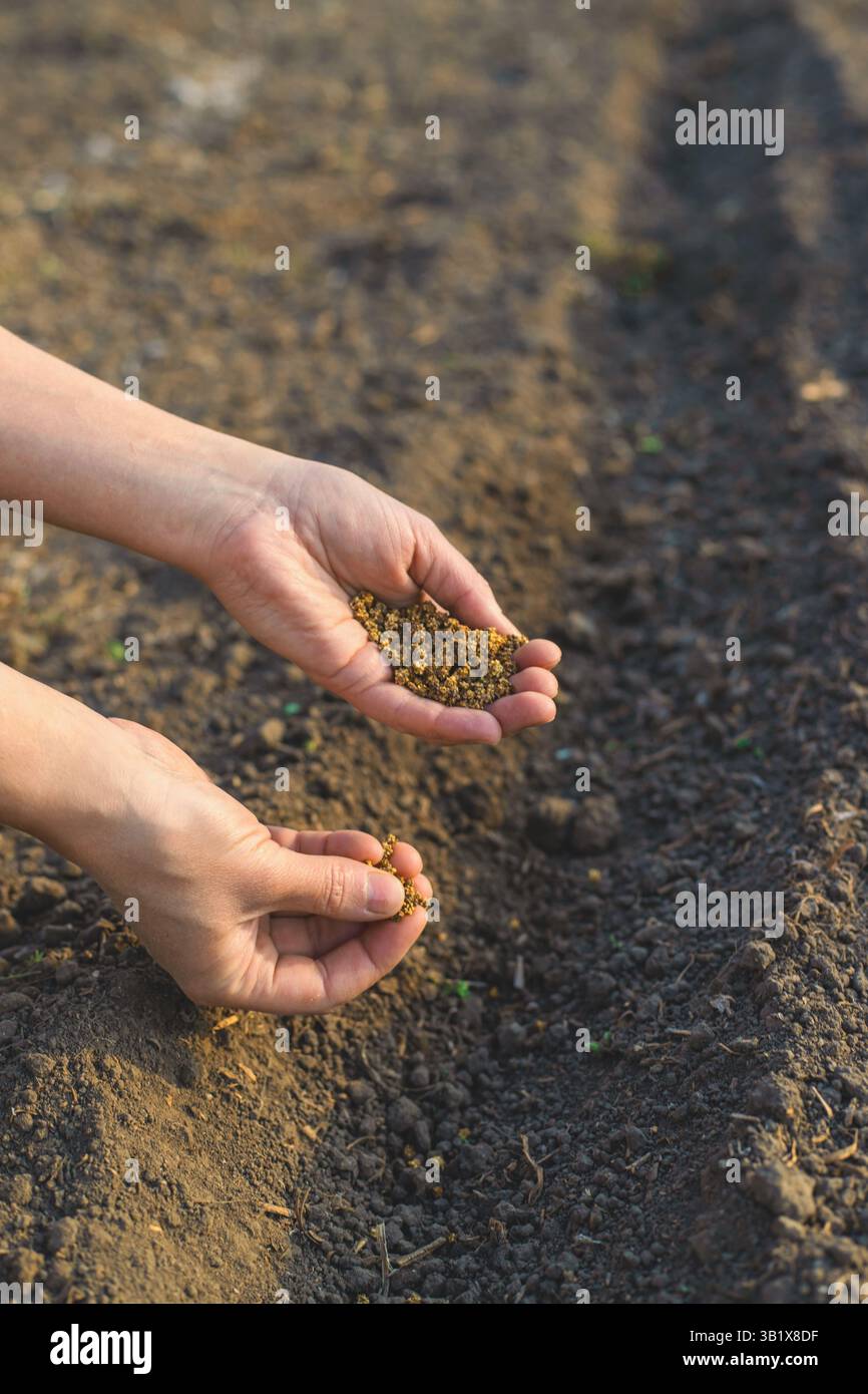 sowing beets in the garden. Selective focus. nature. Stock Photo