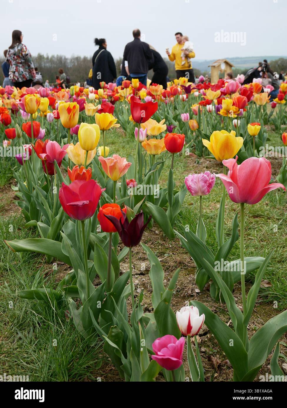 An example of farming business diversification. Tulip Fest, a farm visitor attraction, at Strawberry Fields Farm, Lifton, Devon, UK Stock Photo