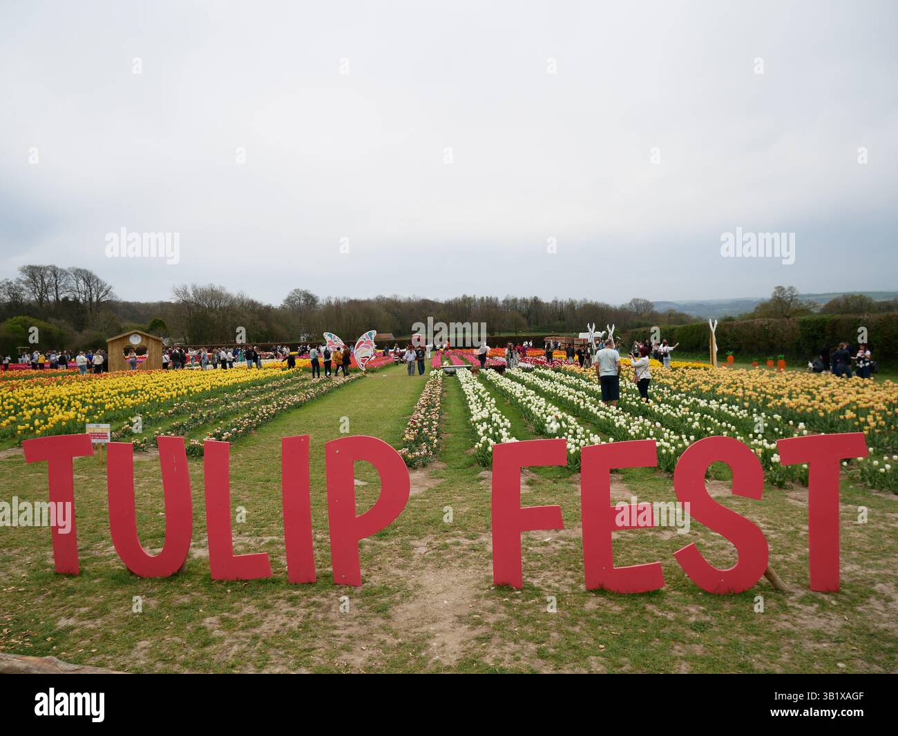 An example of farming business diversification. Tulip Fest, a farm visitor attraction, at Strawberry Fields Farm, Lifton, Devon, UK Stock Photo