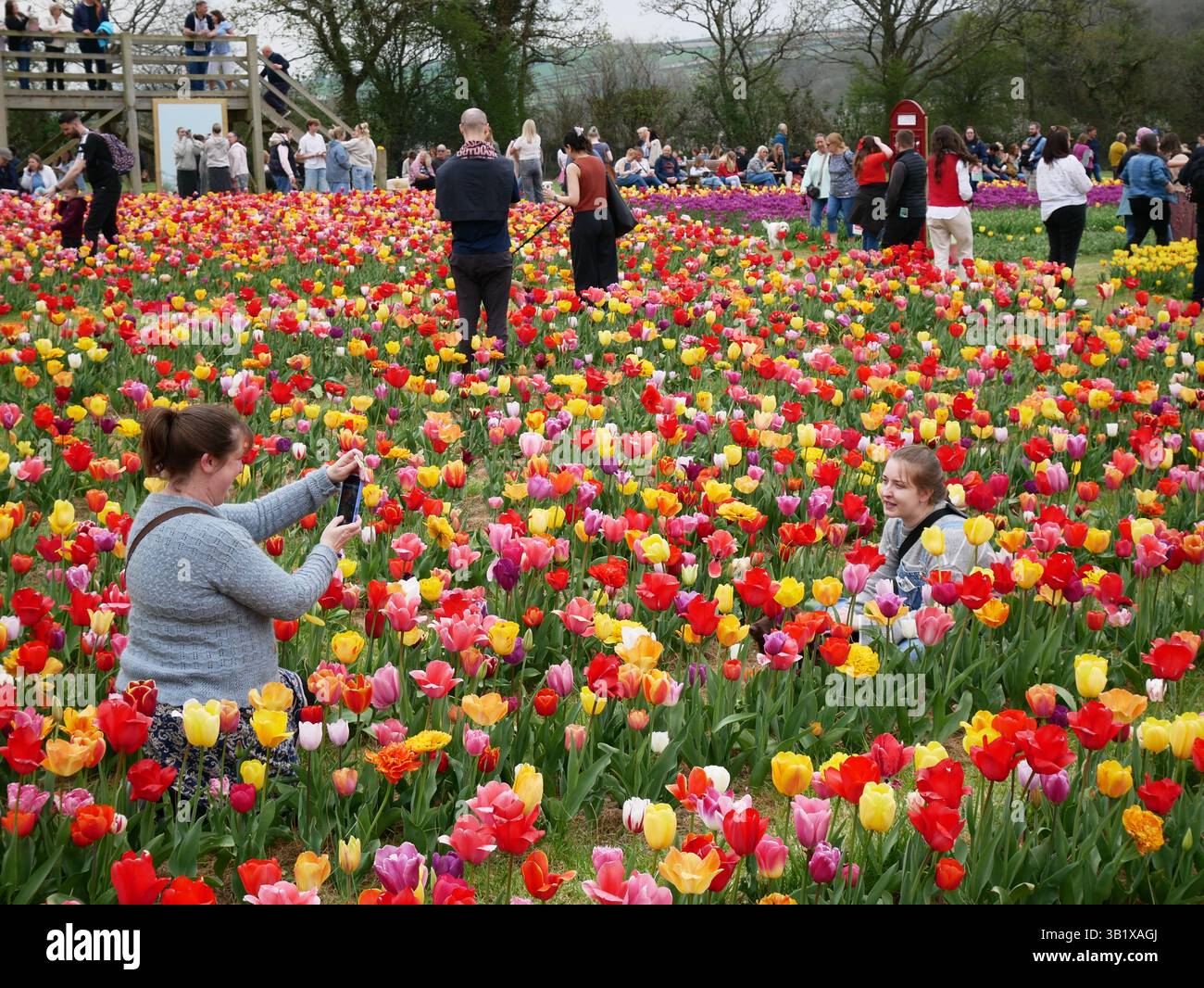 An example of farming business diversification. Tulip Fest, a farm visitor attraction, at Strawberry Fields Farm, Lifton, Devon, UK Stock Photo