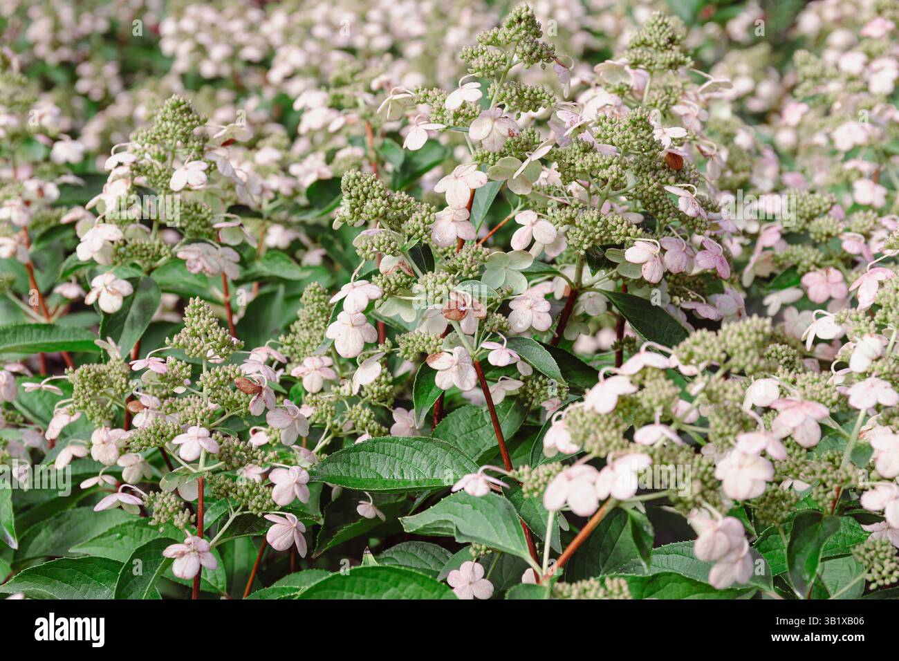 Clusters of lacecap hydrangeas bloom with delicate pink flowers in ...