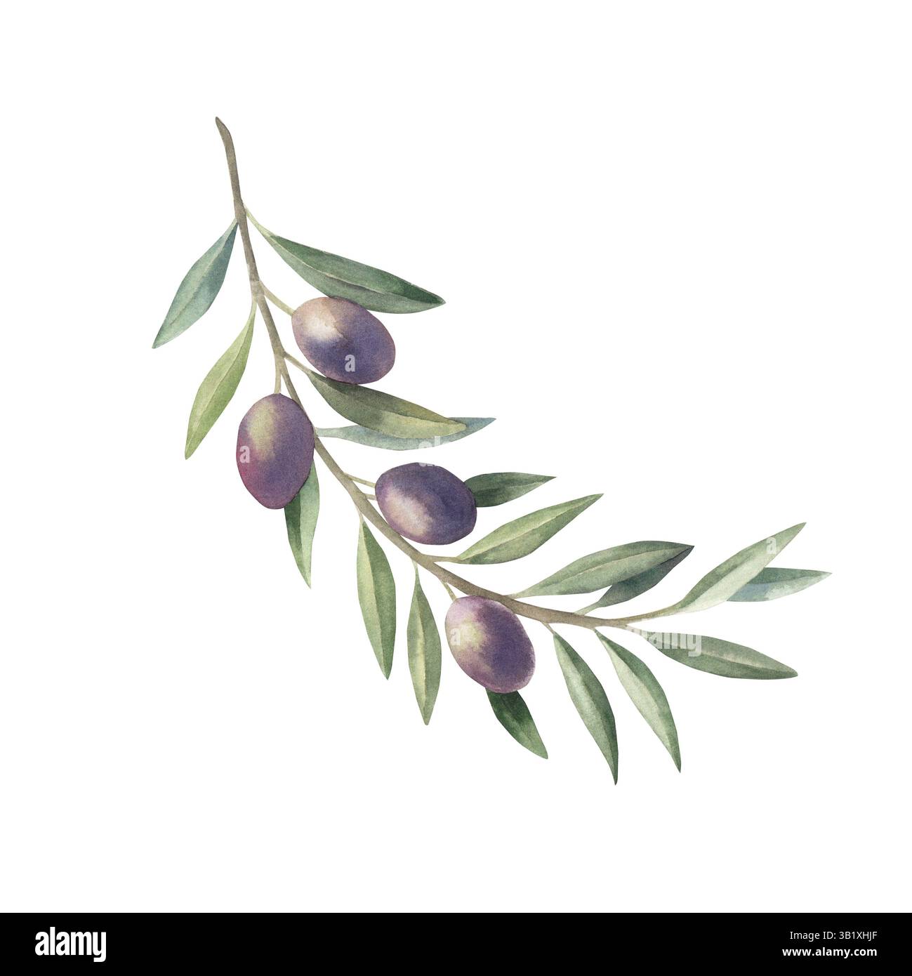 Olive branch with fruits and green leaves. Hand drawn botanical ...