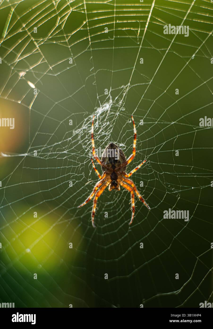 European garden spider Araneus diadematus in a web Stock Photo - Alamy