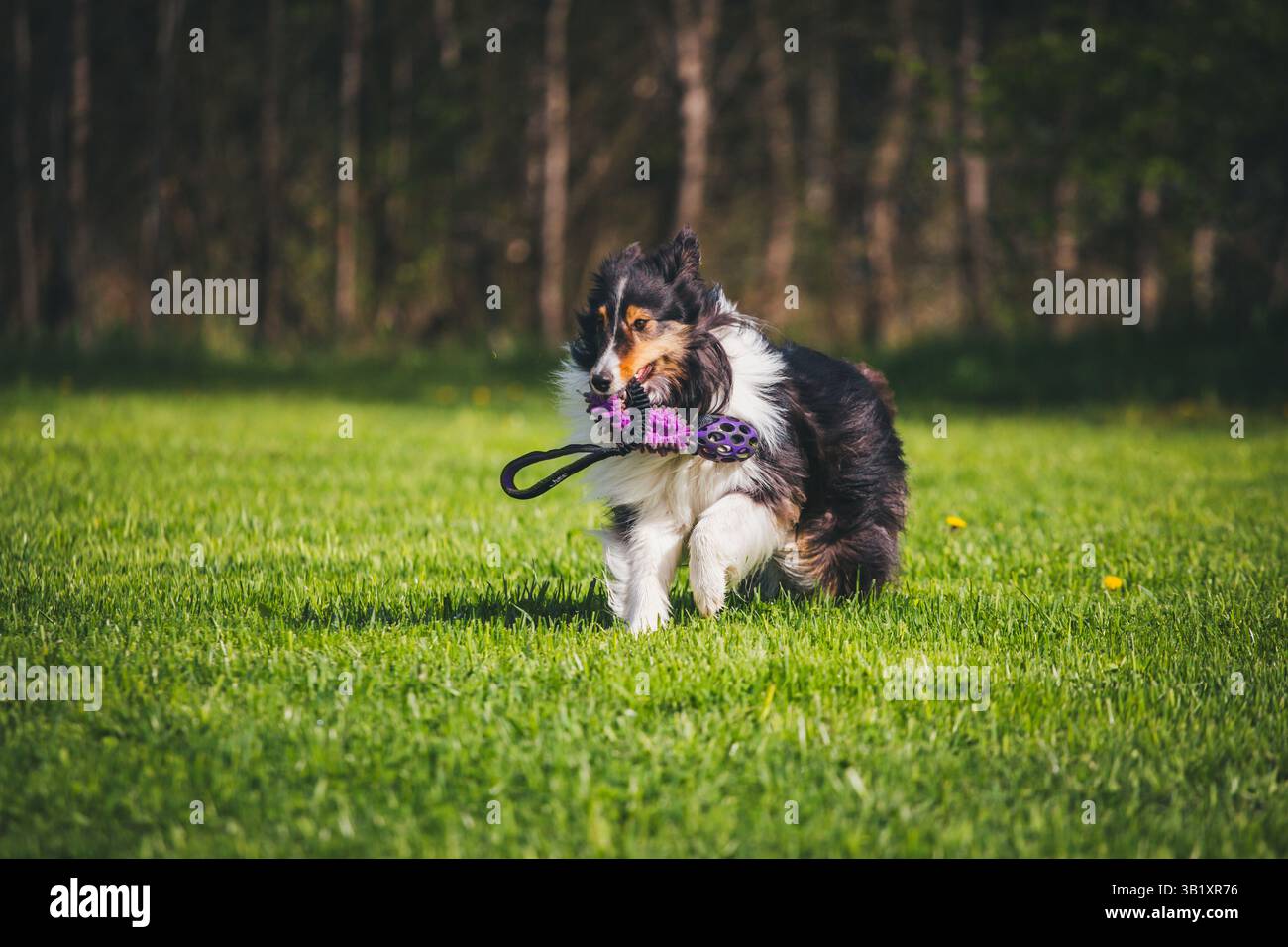 Shetland Sheepdog Stock Photo