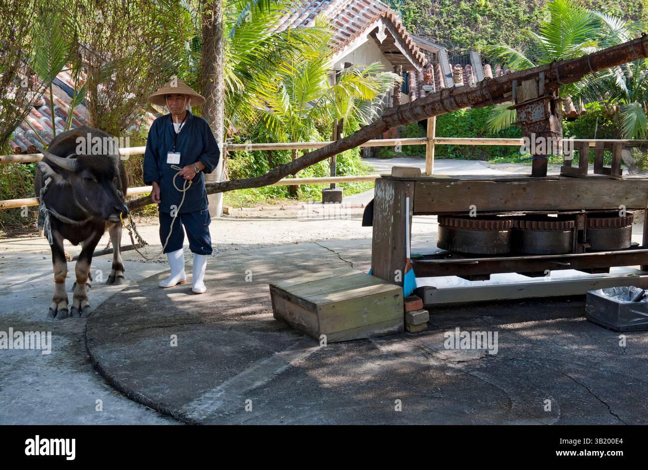 Okinawan man walking an ox around a grinding mill demonstrating the old ...
