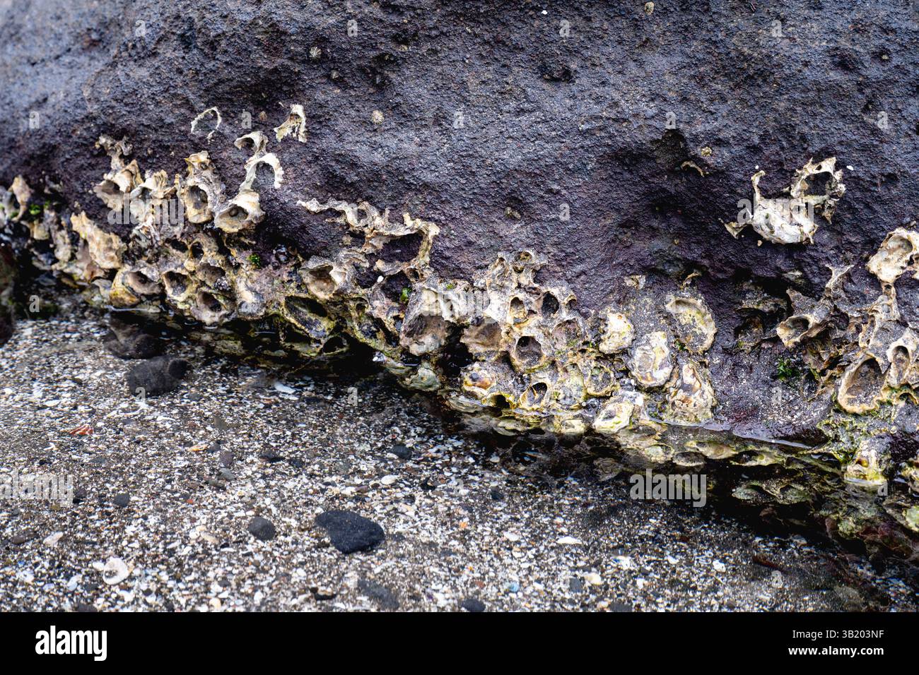 Barnacles Growing on Coastal Rock Surface Stock Photo - Alamy