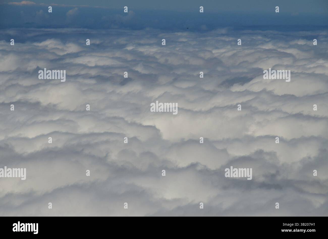 Top down view pine forest hi-res stock photography and images - Alamy