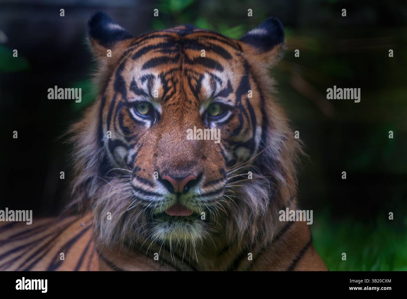 A detailed close-up of a majestic Sumatran tiger showcasing its ...