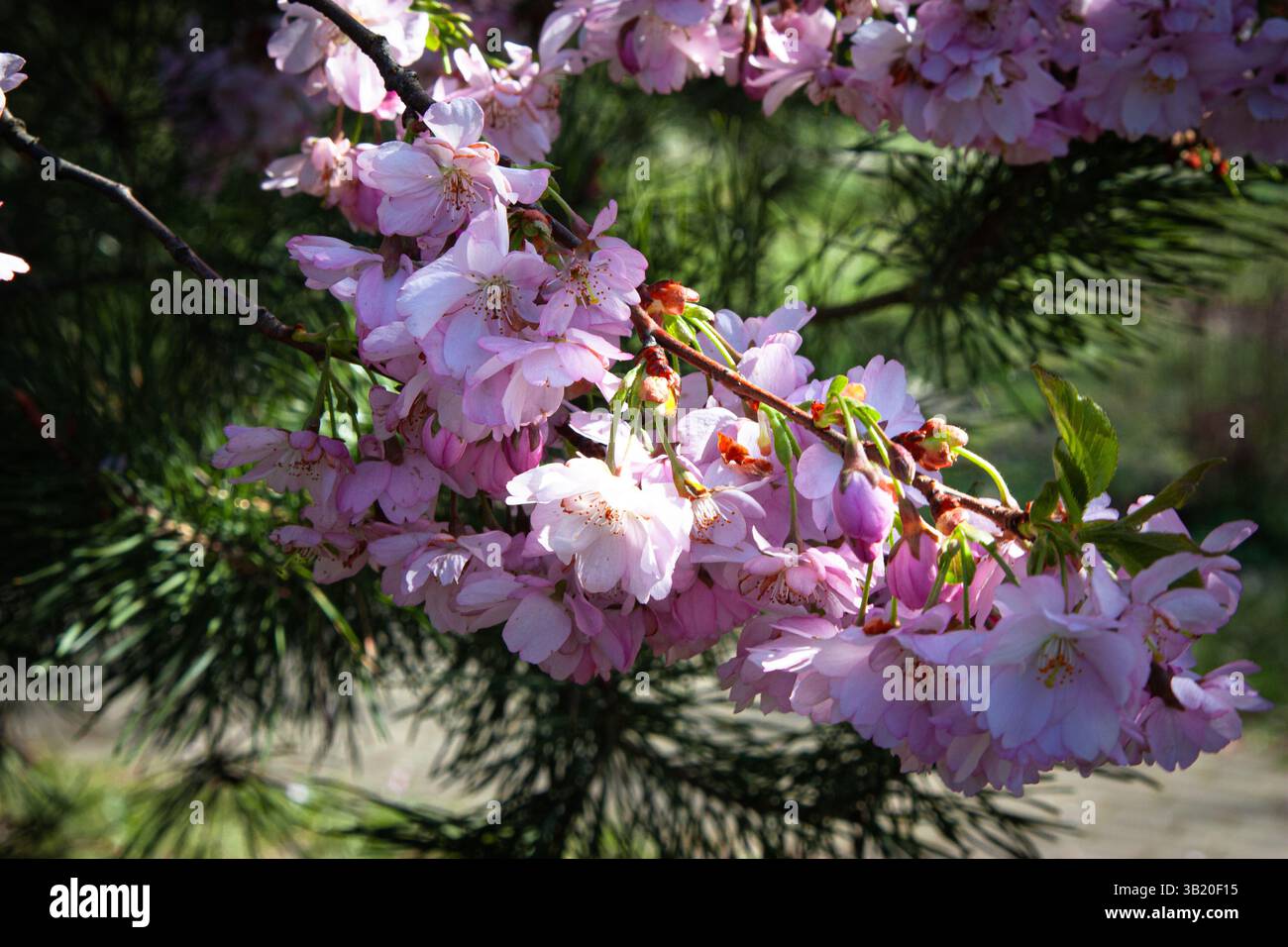 Small cluster of blossoms hi-res stock photography and images - Alamy