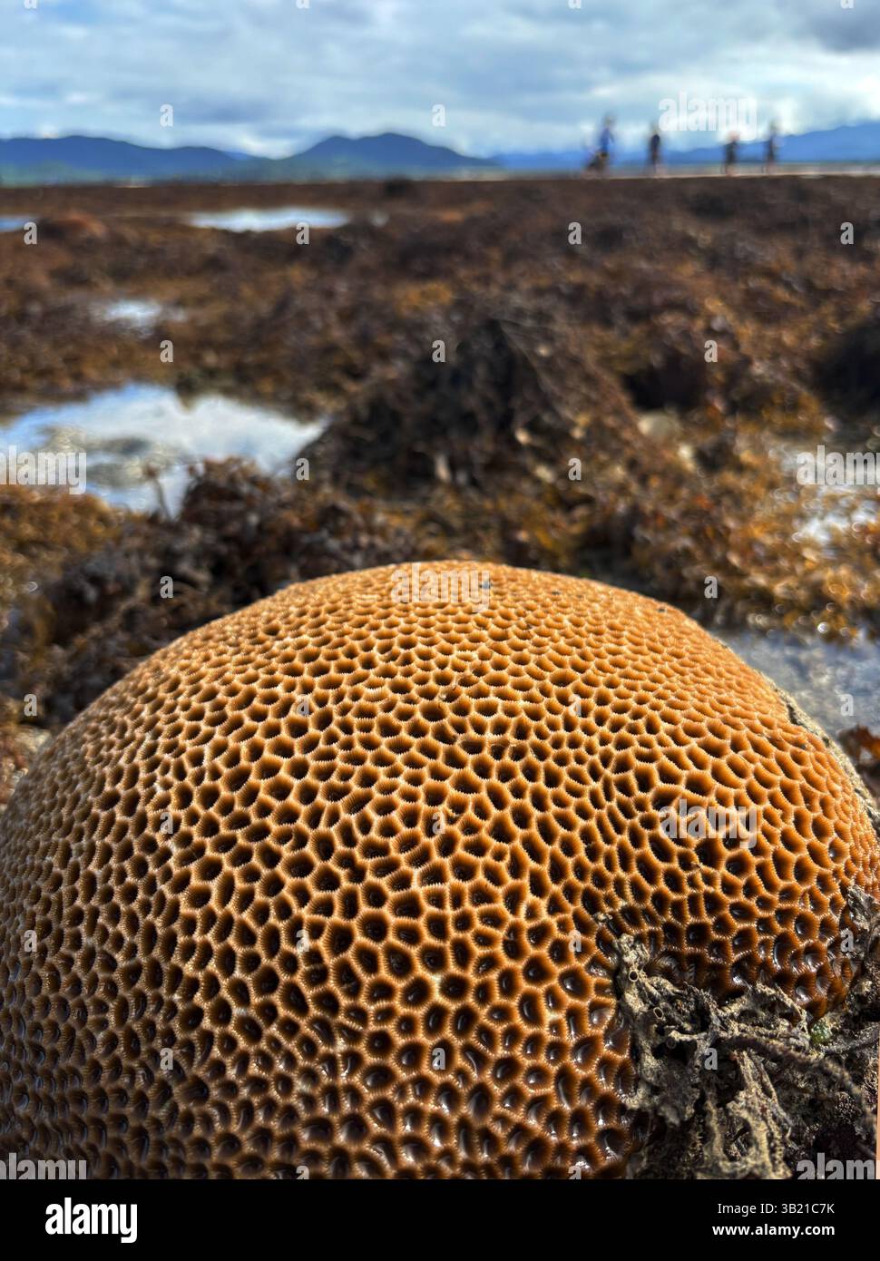 Singular live Goniastrea coral amongst otherwise algal reef, King Reef, during low tide community walk 2025, Queensland, Australia - Smartphone Captured Stock Image