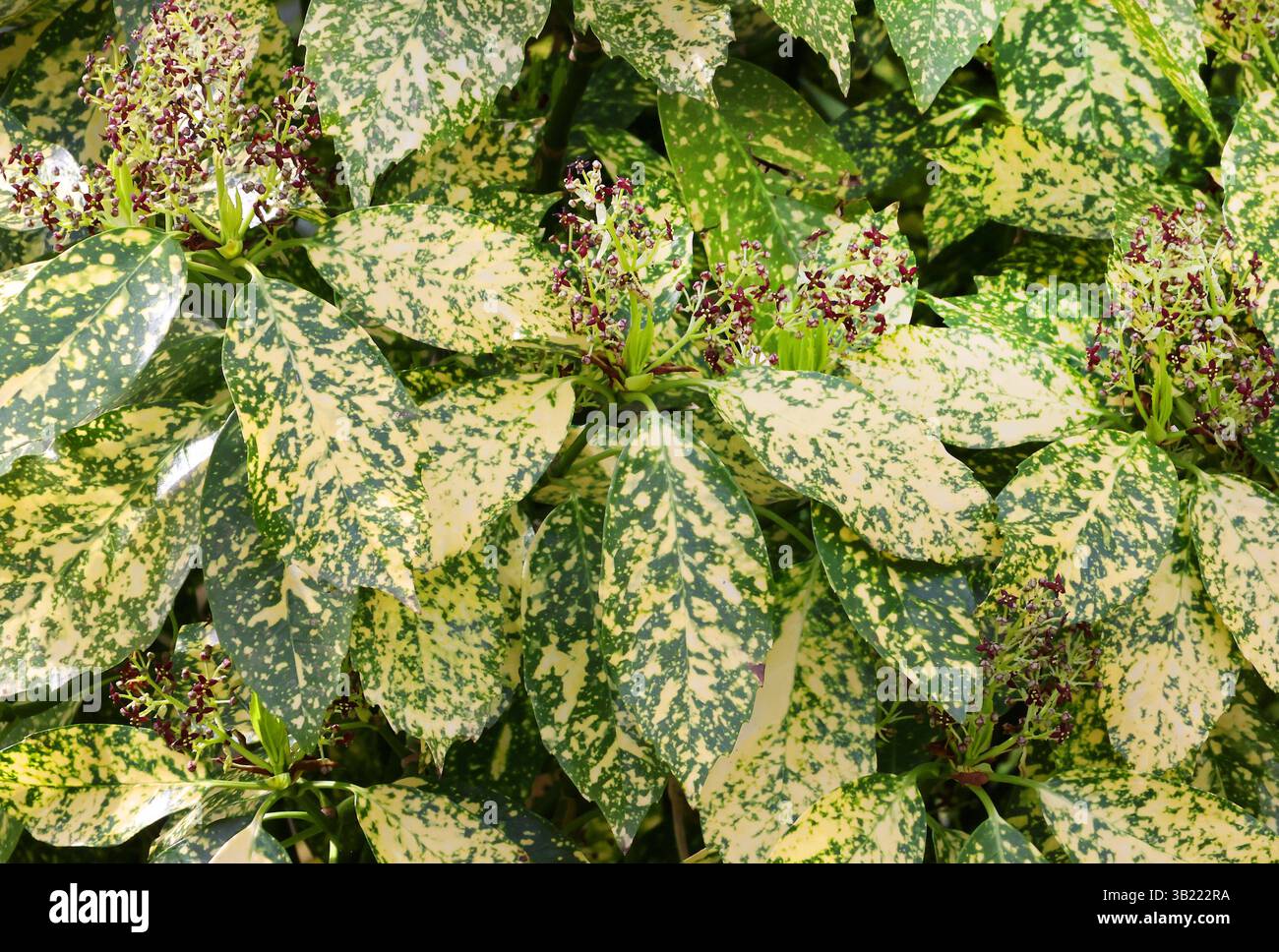 Aspidistra leaf hi-res stock photography and images - Alamy