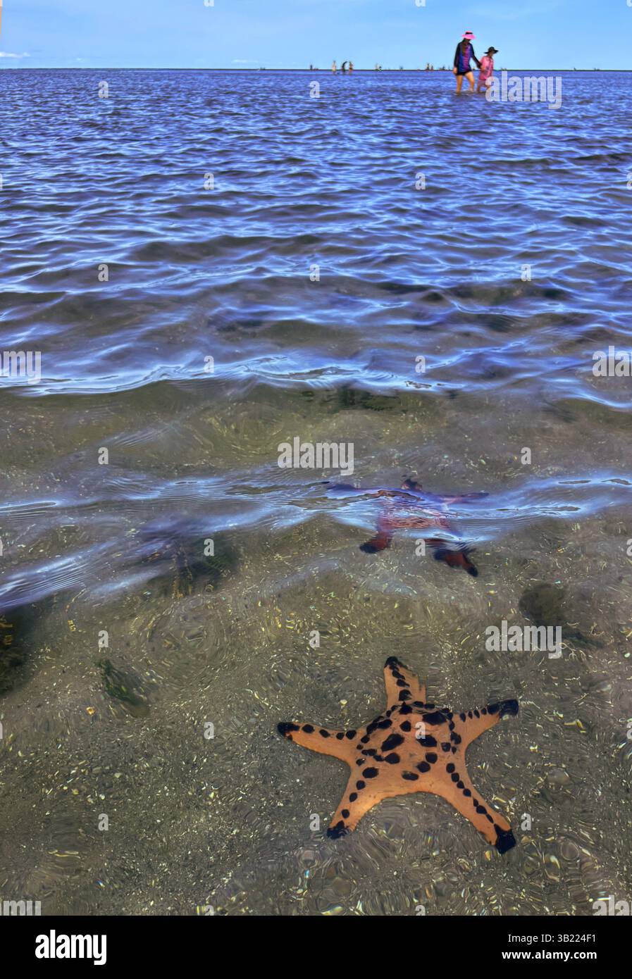 Mother and daughter walking in shallows with starfish, Kurrimine Beach, Queensland, Australia. No MR - Smartphone Captured Stock Image
