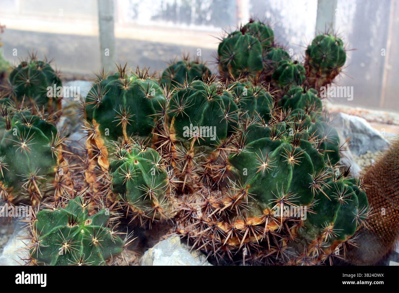 Large cluster of Ferocactus robustus with sharp spines Stock Photo