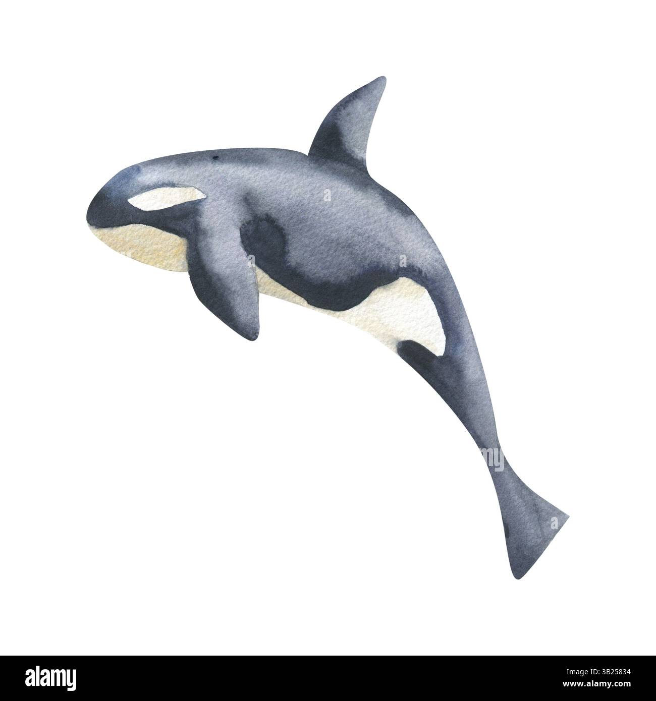 Black orca watercolor illustration. Hand drawn isolated killer whale ...