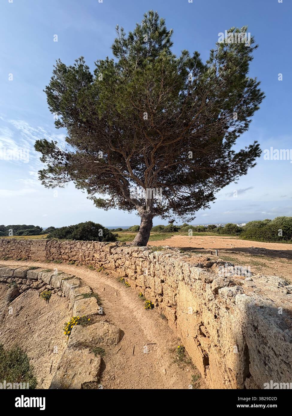 Single aleppo pine tree by a wall in the sun - Smartphone Captured Stock Image