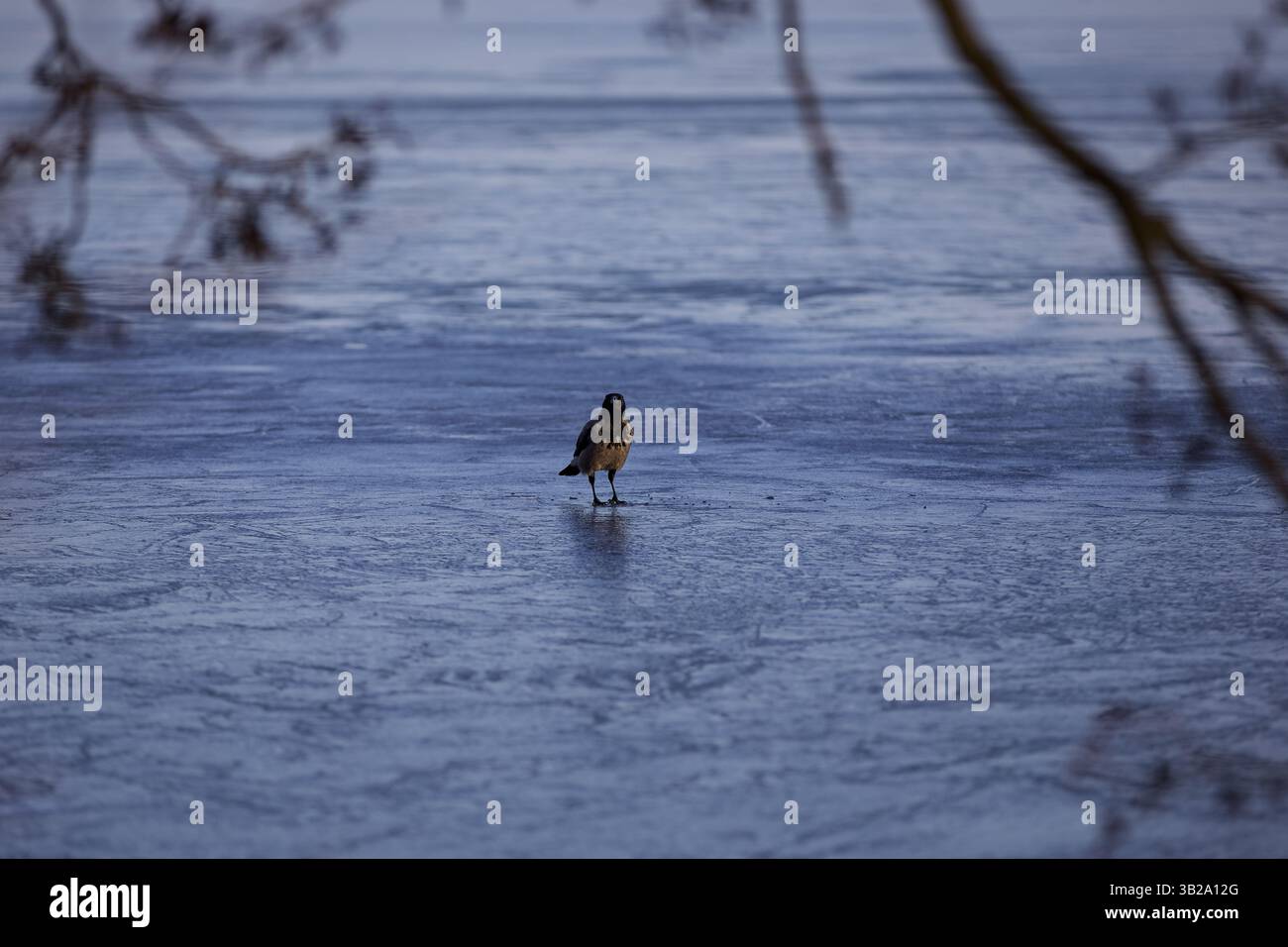 alone on ice Stock Photo