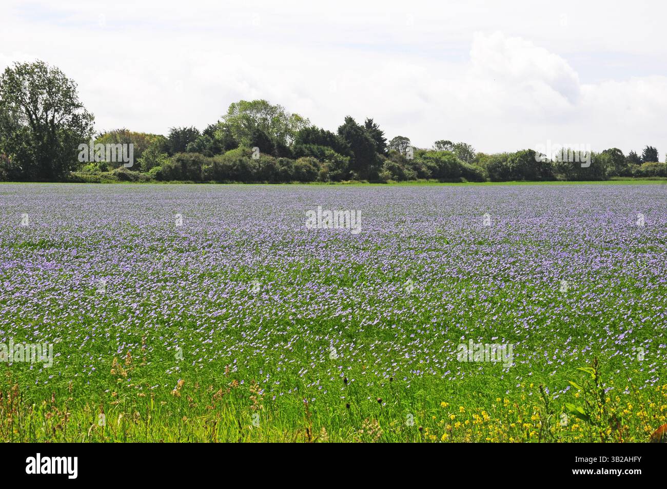 Field of linseed in flower Stock Photo - Alamy
