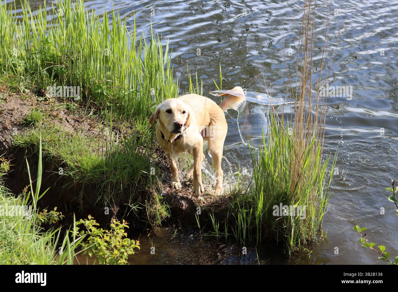 Golden retriever on the river in summer day. Dog is playing in the ...