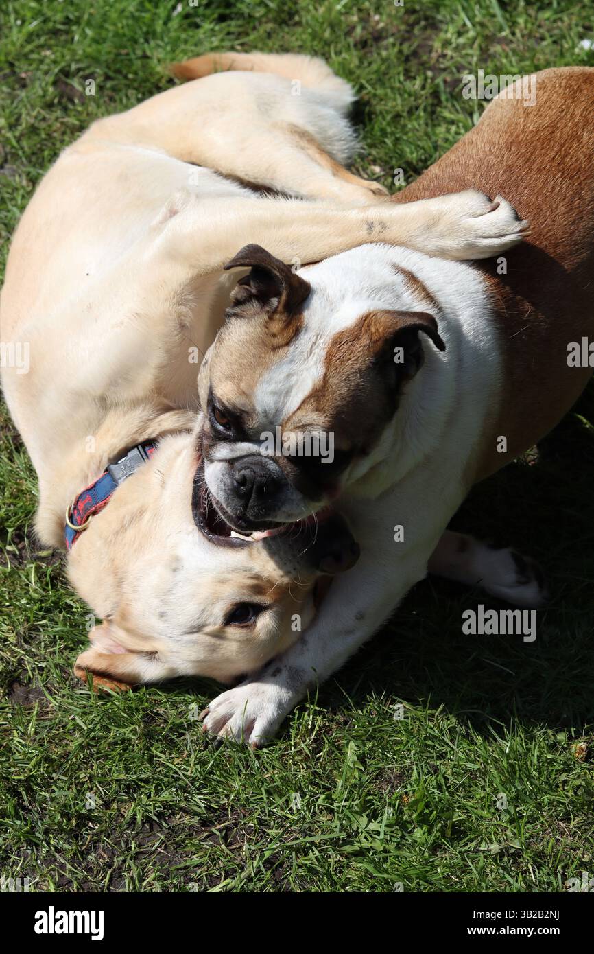 Two dogs playing together in the garden on a sunny summer day Stock ...