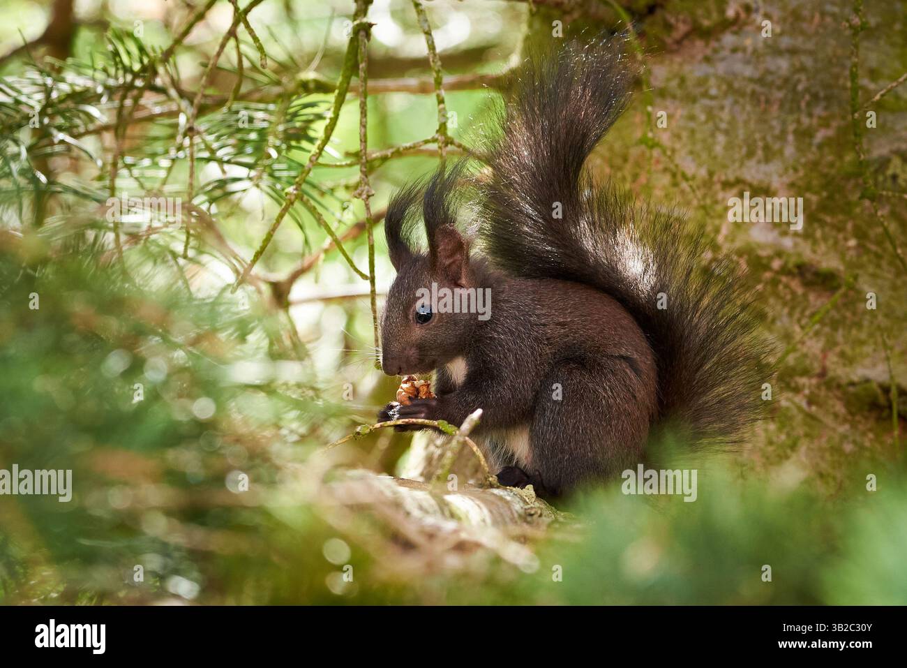 Eurasian red squirrel eating walnuts (Sciurus vulgaris) Stock Photo