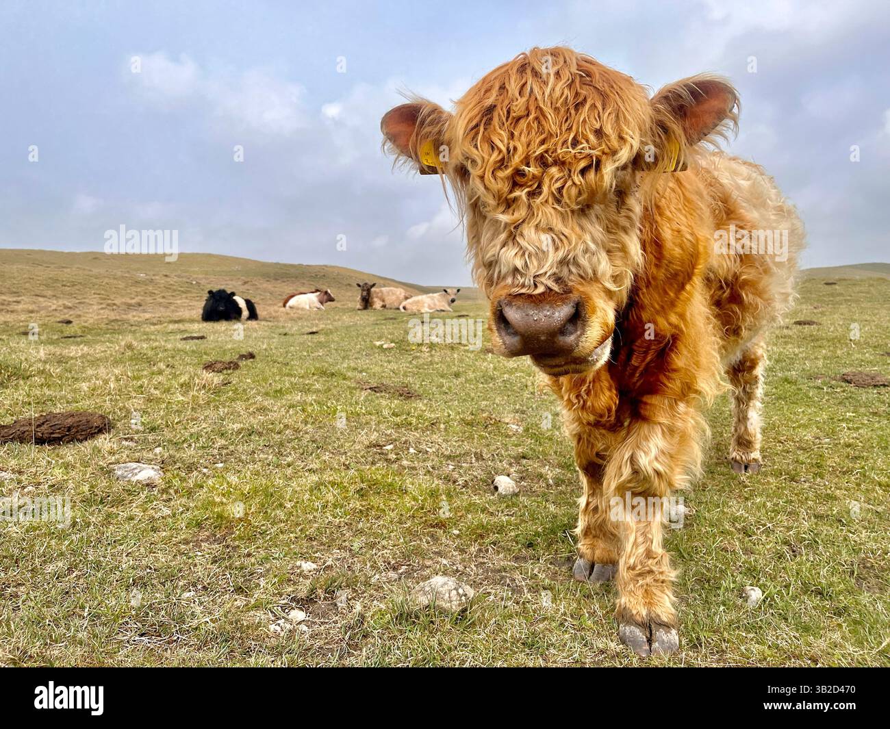 A highland cattle calf on the moors in the Yorkshire Dales National Park with other cattle. - Smartphone Captured Stock Image