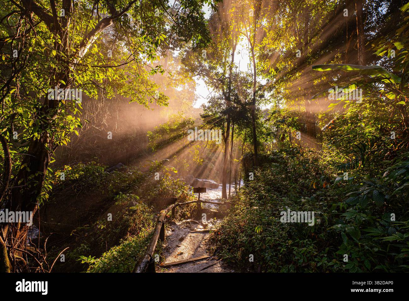 Golden sunlight streams through a dense forest canopy, casting dramatic ...