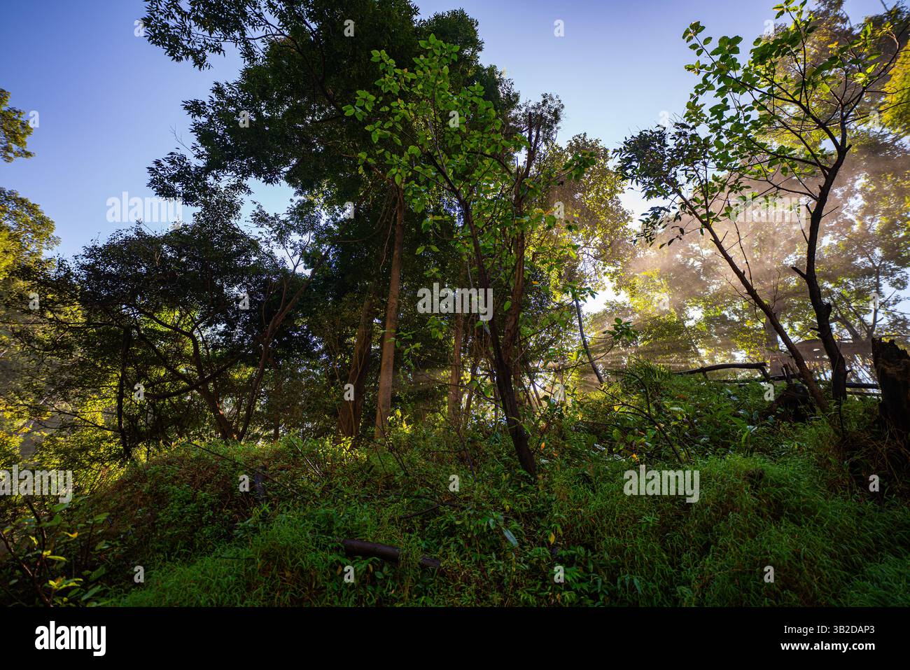 Golden sunlight streams through a dense forest canopy, casting dramatic ...