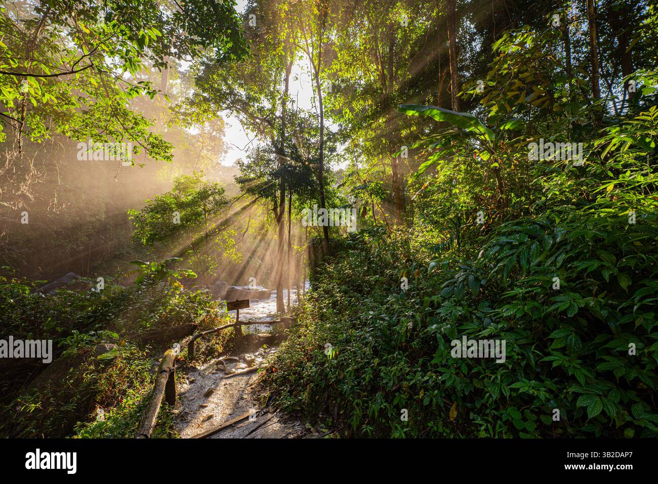 Golden sunlight streams through a dense forest canopy, casting dramatic ...